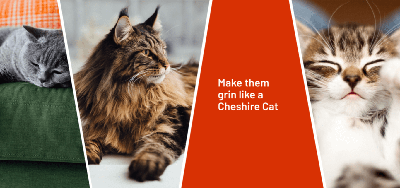 Collage image that includes a grey cat laying on a green sofa, a brown long-haired cat relaxing and a young brown and white kitten along with the quote 'make your cat grin like a Cheshire cat'