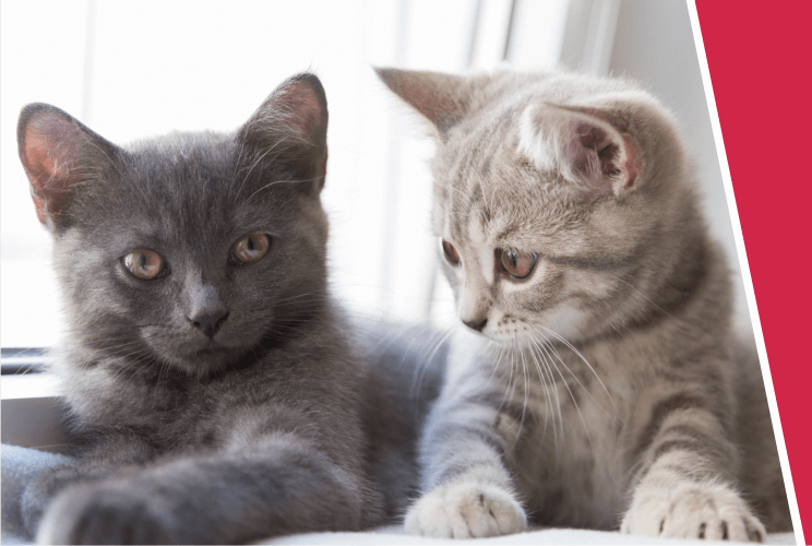 A dark grey cat and a light grey and cream cat lay relaxing together
