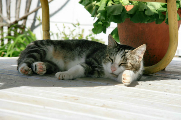 Cat care tips to keep your feline safe in summer Argos Pet Insurance