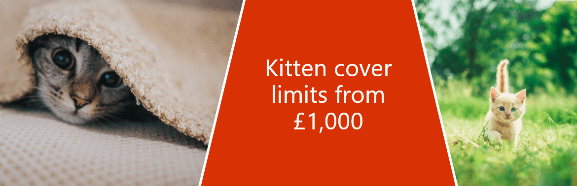 Collage image that includes a close-up images of kittens along with the quote 'Kitten cover limits from £1000'
