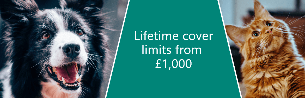 Collage image that includes a close-up image of a Border Collie dog and a close up image of a ginger cat along with the quote 'Lifetime cover limits from £1000'