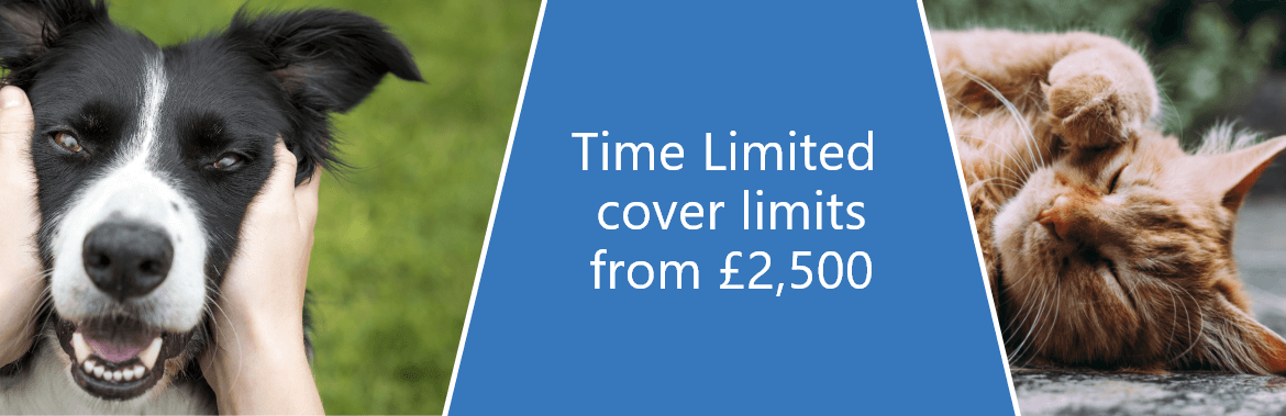 Collage image that includes a close-up images of a black and white dog and a ginger cat along with the quote 'Time limited cover limits from £2500'
