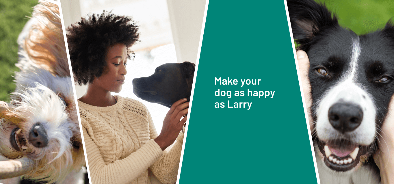 Collage image that includes a white dog playing with a toy, a dog owner petting their black dog and a close-up image of a Border Collie dog along with the quote 'make your dog as happy as Larry'