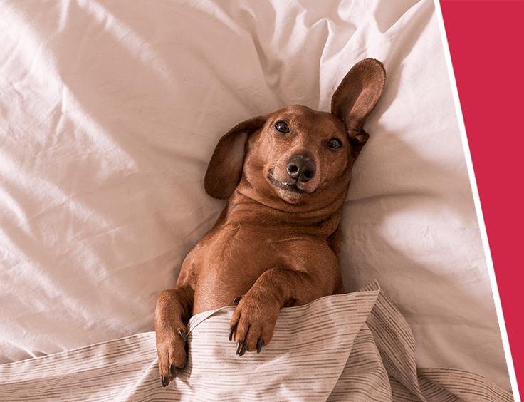 A brown Daschund dog laying in its owners bed, under a duvet looking up at the camera