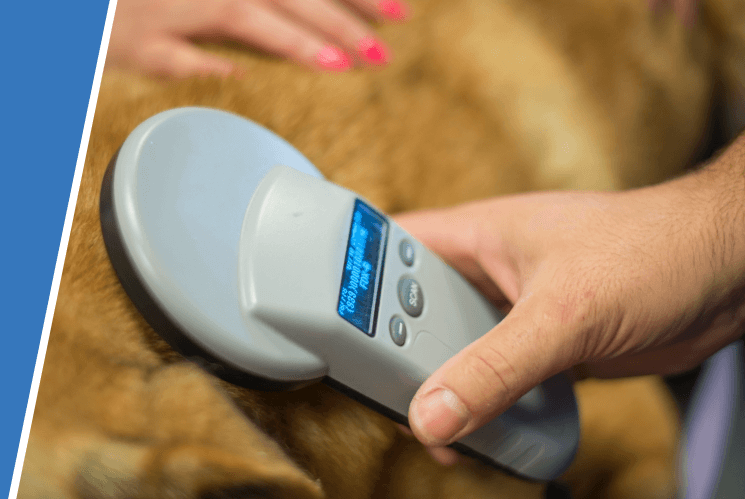 A close-up shot of a veterinary professional using scanning equipment during a pets check up