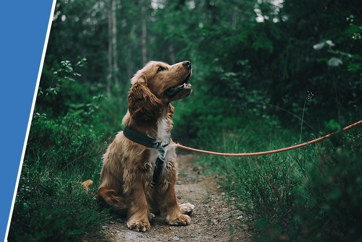 A young Spaniel dog, wearing a black collar and orange lead, sitting down during a walk in a forest looking up at their owner