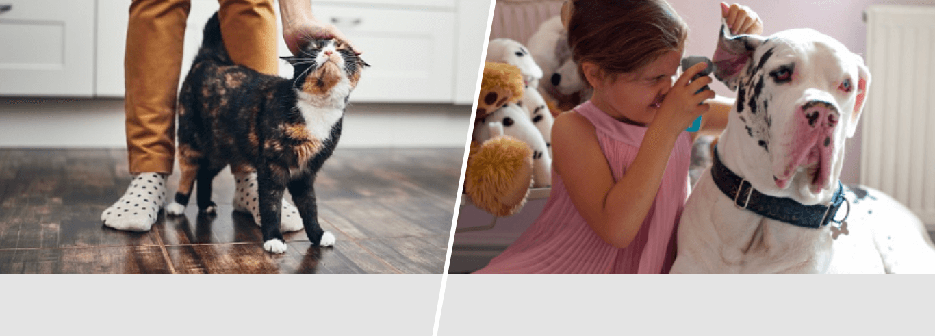 A black and ginger cat receives a head rub from their owner. A young girl plays pretend doctors with their white Great Dane, pretending to check the health of his ears with a toy.