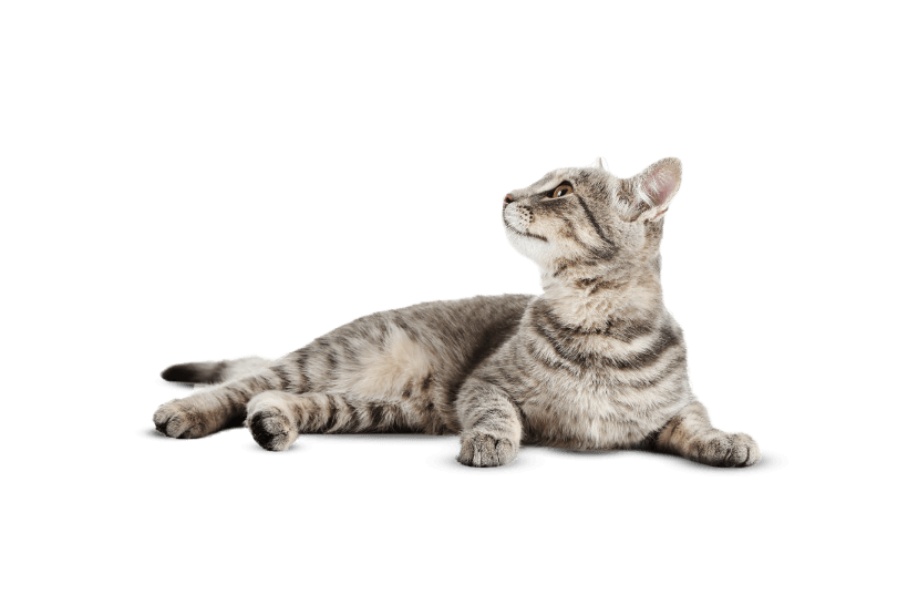 Grey cat lying down on their side looking upwards on a white background