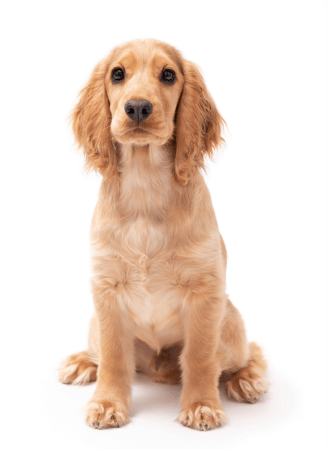 Golden Spaniel puppy sits with a white background