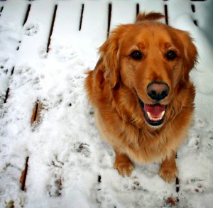 A happy golden dog sits in the snow looking up at their owner