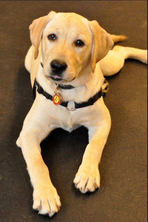 small lab retriever