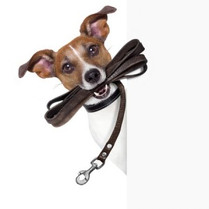 The Legal Requirements of a Dog Collar - A Jack Russel Dog with a Collar and Lead