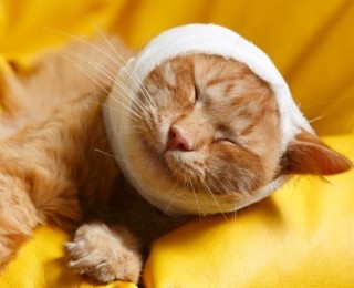 A cat with its head bandaged: Always treat cat wounds as quickly as possible and consult a vet if needed