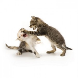 10 Tips to Stop Your Cat Fighting - two small kittens fighting