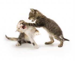 10 Tips to Stop Your Cat Fighting - two small kittens fighting