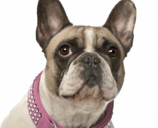 The Legal Requirements of a Dog Collar - A French Bulldog Wearing a Collar