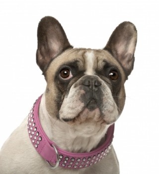 The Legal Requirements of a Dog Collar - A French Bulldog Wearing a Collar