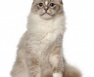 ragdoll cat