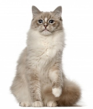 ragdoll cat