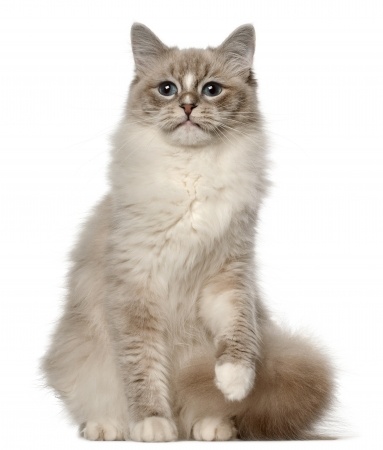 Breed Review: Ragdoll Cats And Kittens - Argos Pet Insurance