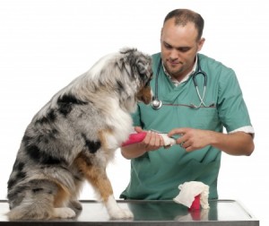 A Dog with cut paws at the Vets