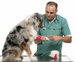 A Dog with cut paws at the Vets