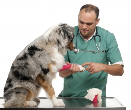pet injured