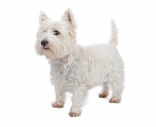 Image of a white West Highland Terrier with a plain white background