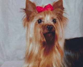 Yorkshire Terrier Breed Review