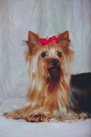 Yorkshire Terrier