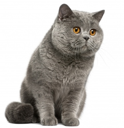 Breed Review British Shorthair  Cats Argos Pet Insurance