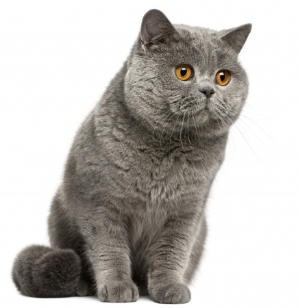 Breed Review British Shorthair Cats Argos Pet Insurance Breed Review British Shorthair Cats Argos Pet Insurance
