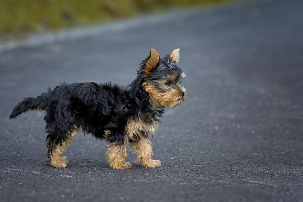 Yorkshire Terrier Breed Review - Cute Black and Tan Puppy