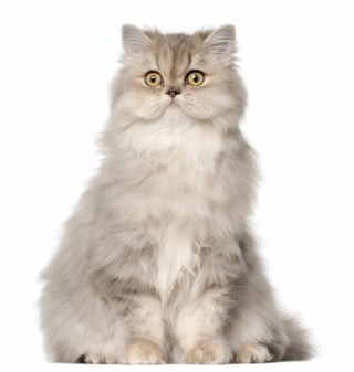 White and grey persian deals cat