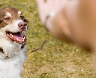 A dog being trained