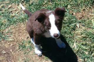 Border Collie Puppy