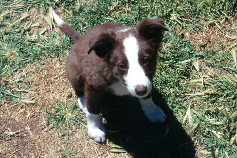 medium coat border collie