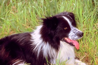 Border Collie