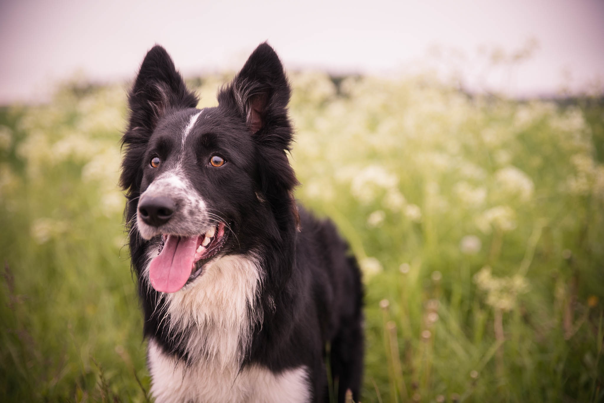 Border Collie Stands in Field with Flowers and Long Grass