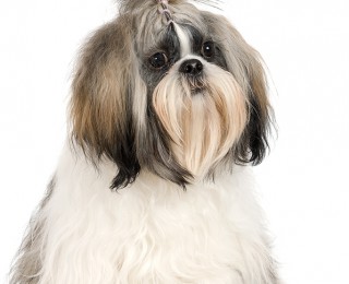 Shih Tzu