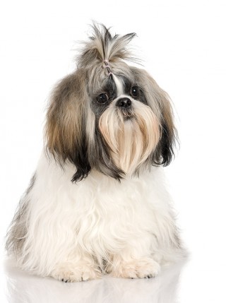 Shih Tzu