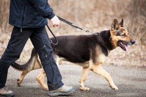 German Sheperd Breed Review