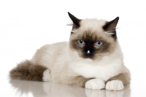 Ragdoll cat