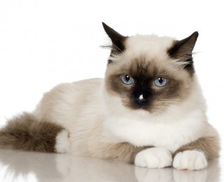 Ragdoll cat