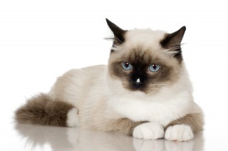 Ragdoll cat