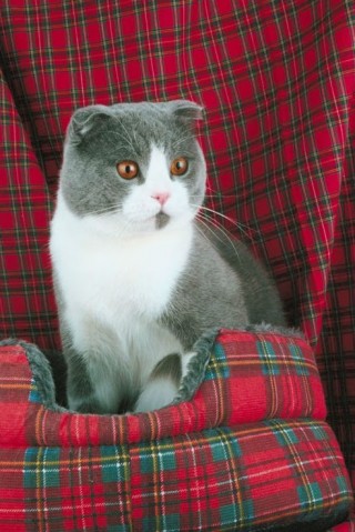 Scottish Fold Cat