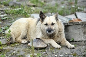 Tips For Searching For Your Lost Pet - A stray dog