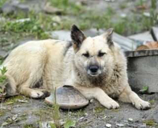 Tips For Searching For Your Lost Pet - A stray dog