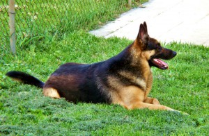 German Shepherd Breed Review