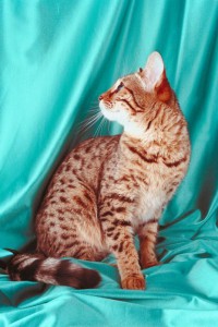 Bengal kitten